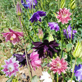 Aquilegia Viridiflora & Green Columbine Seeds