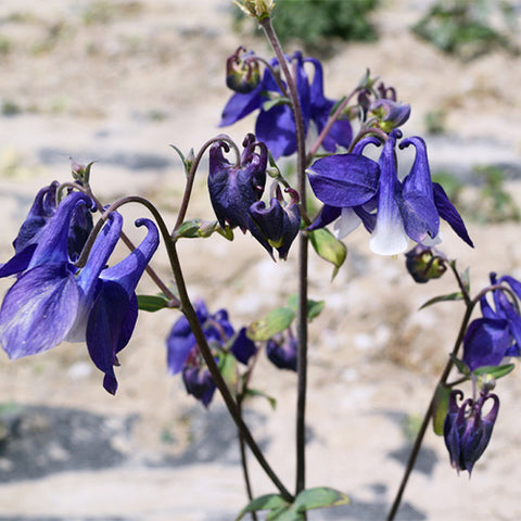 Aquilegia-Viridiflora-Green-Columbine-Seeds