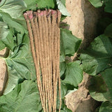 Arctium lappa & Burdock Seeds
