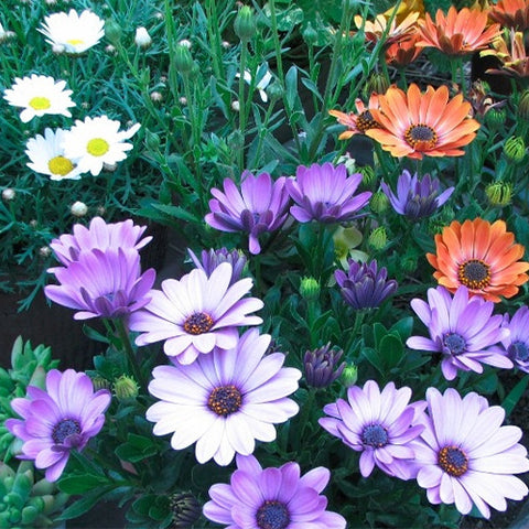 Arctotis-Stoechadifolia-Arctotis-Seeds