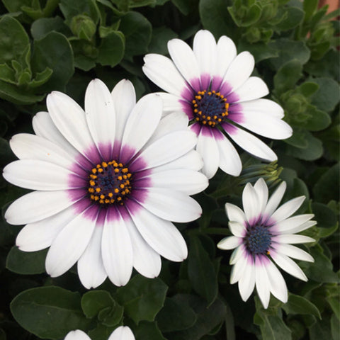 Arctotis-Stoechadifolia-Arctotis-Seeds