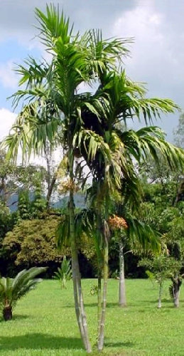 wild areca palm Areca Triandra & Wild Areca Palm Seeds – HeYou Seeds