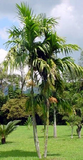 Areca Triandra & Wild Areca Palm Seeds