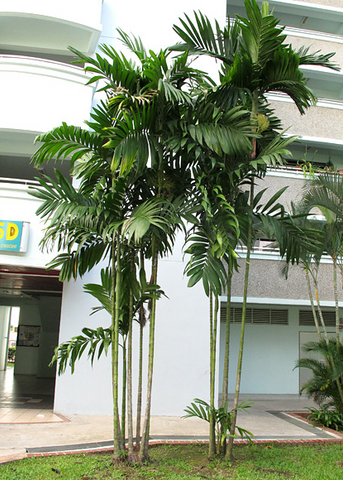 Areca Triandra & Wild Areca Palm Seeds