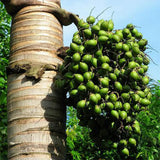 Areca catechu & Areca palm Seeds