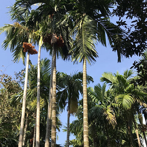 Areca catechu & Areca palm Seeds