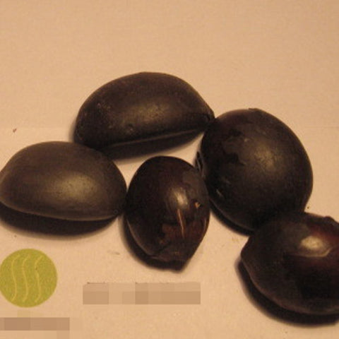 Arenga Westerhoutii & Westerhout's Sugar Palm Seeds