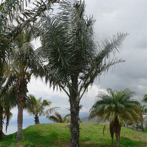 Arenga Westerhoutii & Westerhout's Sugar Palm Seeds