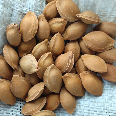Armeniaca sibirica & Siberian apricot Seeds