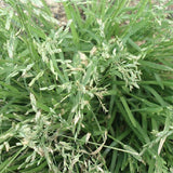 Arrhenatherum-elatius-Bulbous-oat-grass-Seeds
