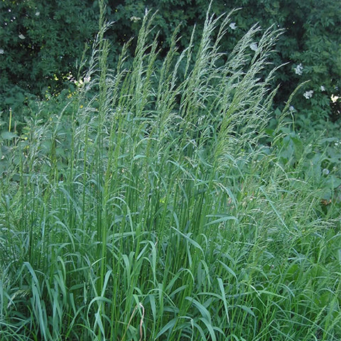 Arrhenatherum-elatius-Bulbous-oat-grass-Seeds
