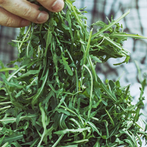 Arugula & Rocket Seeds