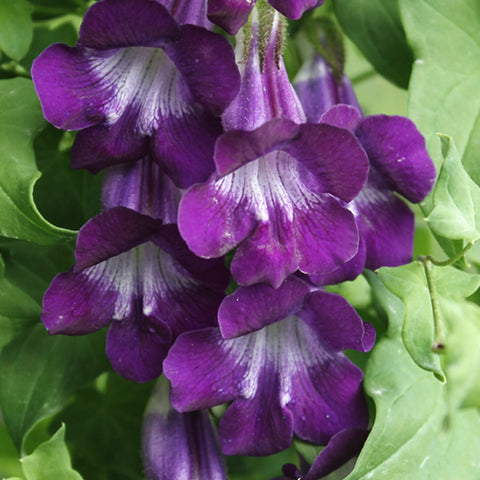 Asarina Procumbens & Trailing Snapdragon Seeds