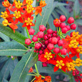 Asclepias-Curassavica-Blood-Flower-Seeds