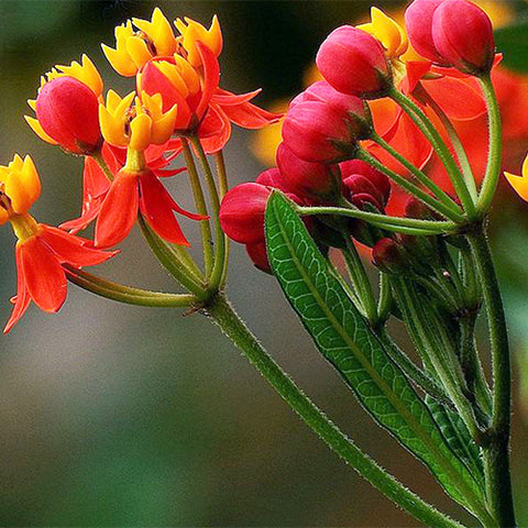 Asclepias-Curassavica-Blood-Flower-Seeds