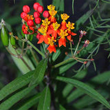 Asclepias-Curassavica-Blood-Flower-Seeds