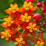 Asclepias-Curassavica-Blood-Flower-Seeds