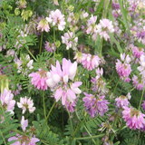 Astragalus adsurgens & Satwang Seeds