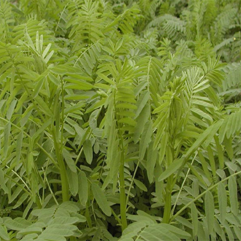 Astragalus adsurgens & Satwang Seeds