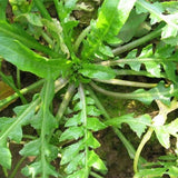 Astragalus-complanatus-Astragali-Seeds
