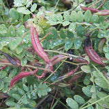 Astragalus-complanatus-Astragali-Seeds