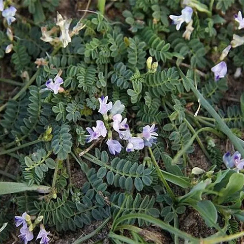 Astragalus-complanatus-Astragali-Seeds