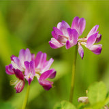 Astragalus-sinicus-Milkvetch-Seeds