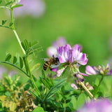 Astragalus-sinicus-Milkvetch-Seeds