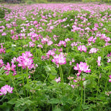 Astragalus-sinicus-Milkvetch-Seeds