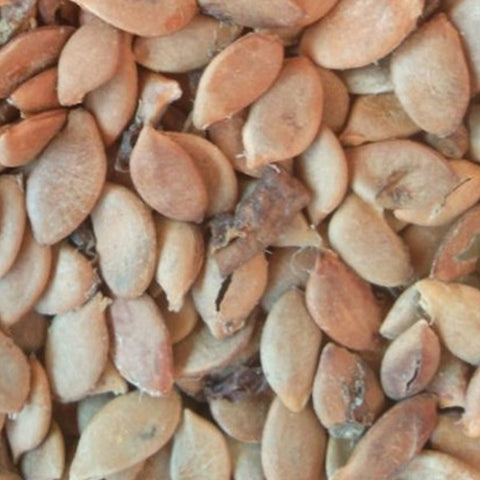 Averrhoa-carambola-Carambola-Seeds