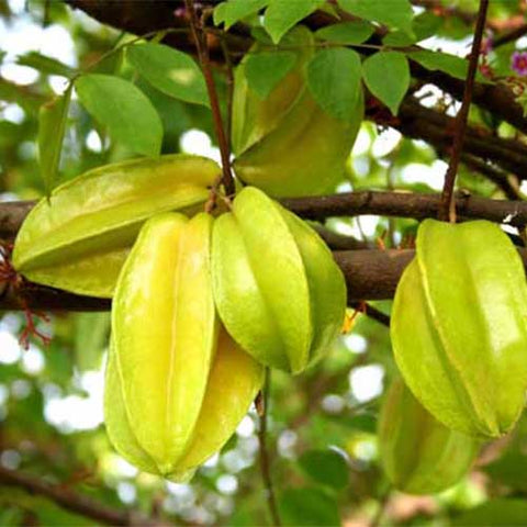 Averrhoa-carambola-Carambola-Seeds