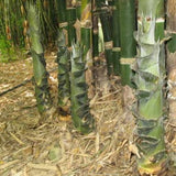 Bambusa Tulda & Indian Timber Bamboo Seeds