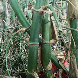 Bambusa dissimulator Seeds