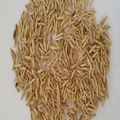 Bambusa dissimulator Seeds