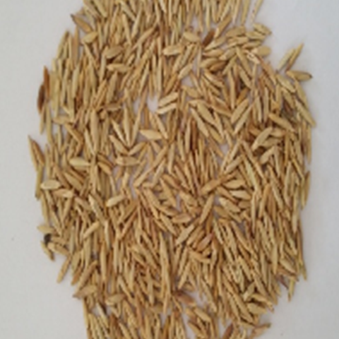 Bambusa dissimulator Seeds
