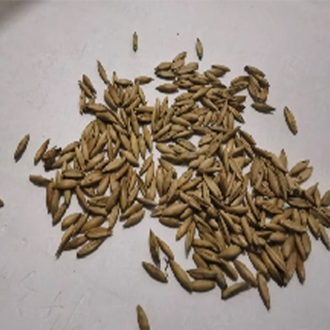 Bambusa polymorpha & Burmese bamboo Seeds