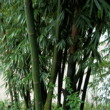 Bambusa tulda & Indian timber bamboo Seeds