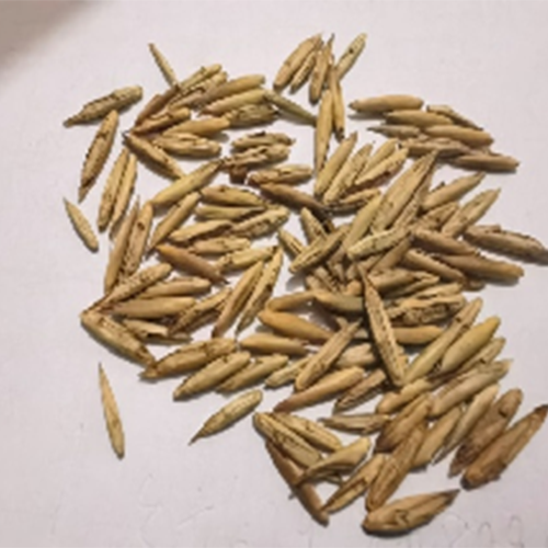 Bambusa Tulda & Indian Timber Bamboo Seeds – HeYou Seeds