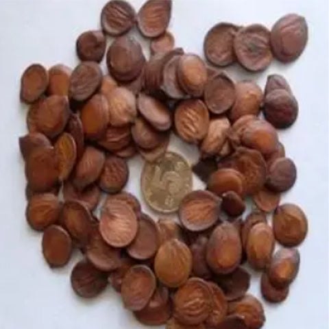 Bauhinia-purpurea-Purple-Orchid-Tree-Seeds