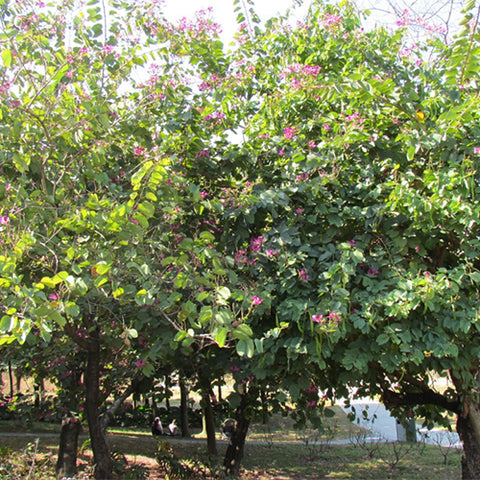 Bauhinia-purpurea-Purple-Orchid-Tree-Seeds