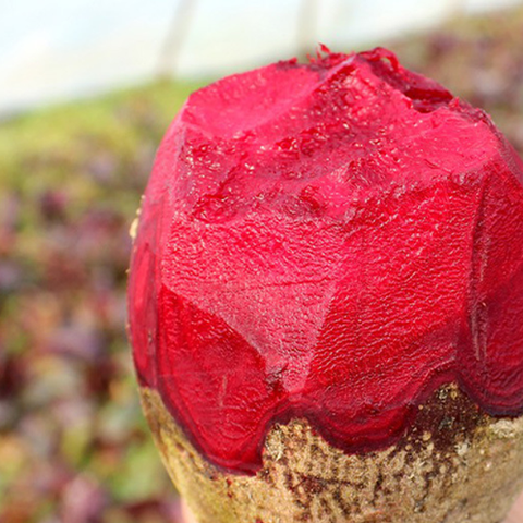 Purple Beetroot & Beet Seeds 
