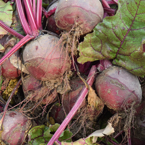 Purple Beetroot & Beet Seeds 