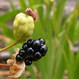 Belamcanda-chinensis-Belamcandae-Seeds