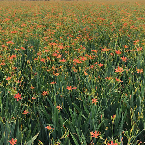 Belamcanda-chinensis-Belamcandae-Seeds