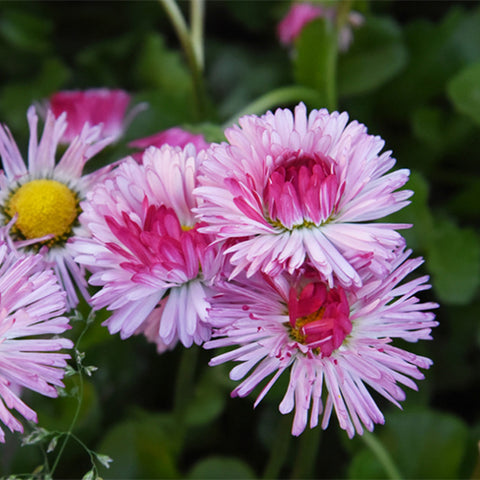 Bellis-Perennis-Daisy-Seeds