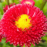 Bellis-Perennis-Daisy-Seeds