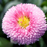 Bellis-Perennis-Daisy-Seeds