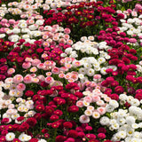 Bellis-Perennis-Daisy-Seeds