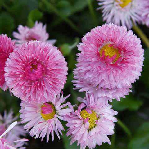 Bellis-Perennis-Daisy-Seeds