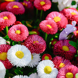 Bellis-Perennis-Daisy-Seeds